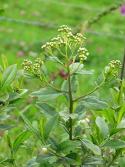 Baccharis prunifolia