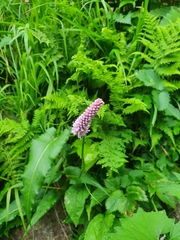 Bistorta manshuriensis