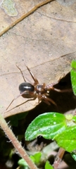 Corinnoidea