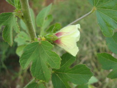 Hibiscus cannabinus