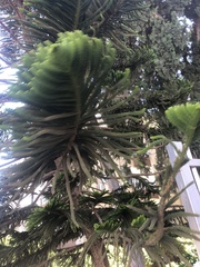 Araucaria