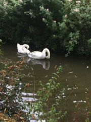 Cygnus olor