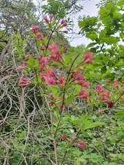 Weigela florida
