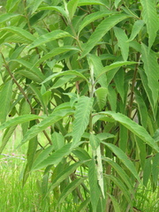 Lippia hirsuta