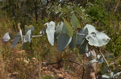 Eucalyptus shirleyi