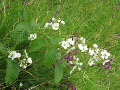 Rubus floribundus
