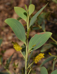 Acacia lazaridis