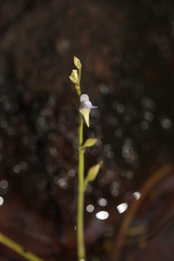 Utricularia uliginosa