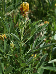 Crotalaria goreensis