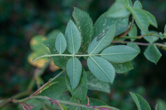 Rosa tomentosa