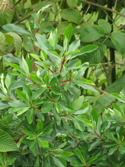 Escallonia discolor