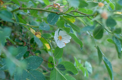 Rosa tomentosa