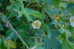 Rosa tomentosa