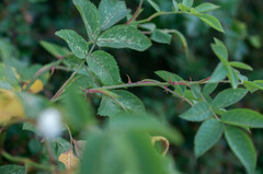Rosa tomentosa