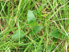 Valeriana clematitis