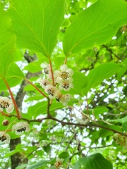 Actinidia arguta