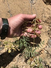 Astragalus whitneyi