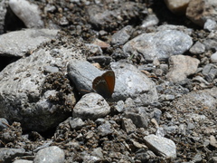 Coenonympha