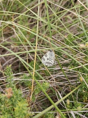 Melanargia lachesis