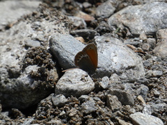 Coenonympha