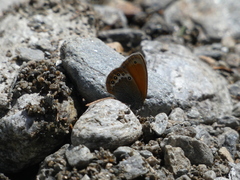 Coenonympha