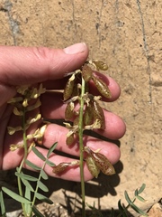 Astragalus whitneyi