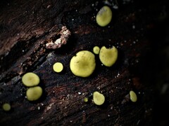 Chlorencoelia versiformis