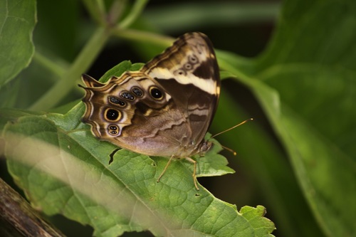 Lethe drypetis (Hewitson, 1863)