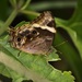 Tamil Treebrown - Photo (c) Sakuna Nethraja Gamage, some rights reserved (CC BY-NC), uploaded by Sakuna Nethraja Gamage