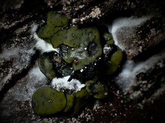 Chlorencoelia versiformis