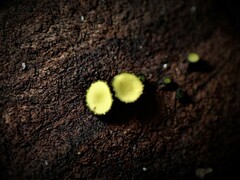 Chlorencoelia versiformis