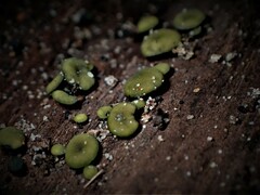 Chlorencoelia versiformis