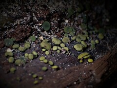 Chlorencoelia versiformis