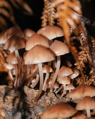 Mycena clarkeana