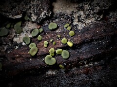 Chlorencoelia versiformis