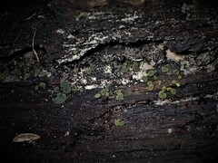 Chlorencoelia versiformis