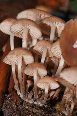 Mycena clarkeana