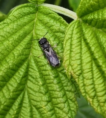 Apoidea