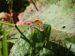 Coenonympha