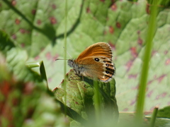 Coenonympha