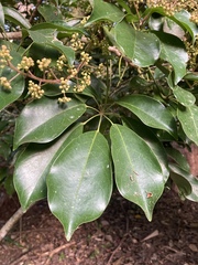 Heptapleurum arboricola