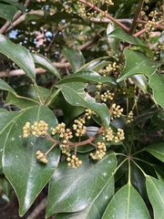 Heptapleurum arboricola