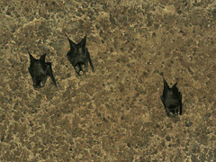 Hipposideros