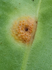 Puccinia symphyti-bromorum