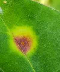 Puccinia symphyti-bromorum