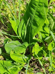 Puccinia symphyti-bromorum