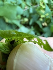 Rhinoncomimus latipes