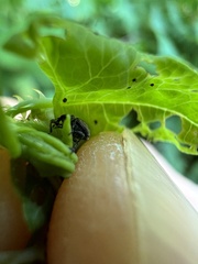 Rhinoncomimus latipes