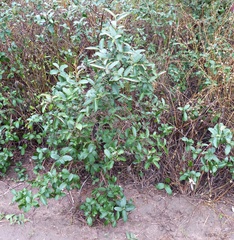 Moquiniastrum argentinum