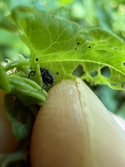 Rhinoncomimus latipes